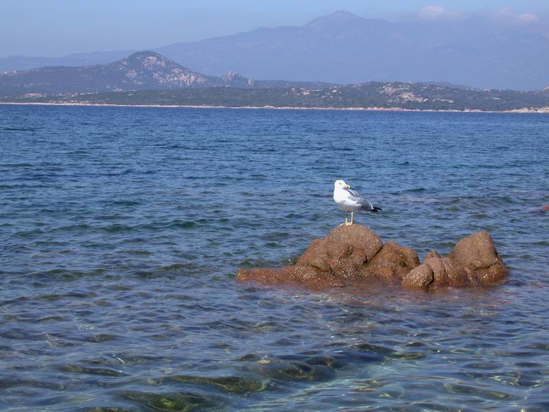 Gabbiano - Larus michahellis